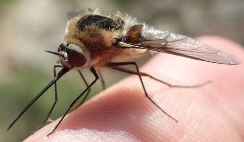 Réf. 308 341 : Bombylius cruciatus
